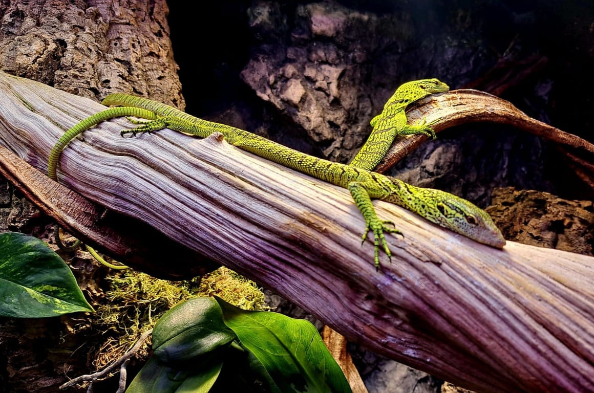 Klenot mezi ještěry. Liberecká zoo nově chová vzácné varany Reisingerovy