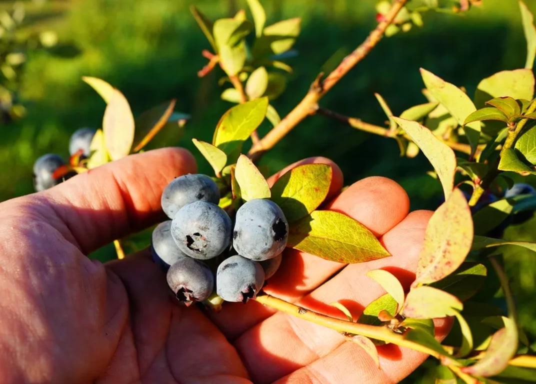 Tohle právě teď musíte udělat s kanadskou borůvkou, nebo se příští rok nedočkáte úrody