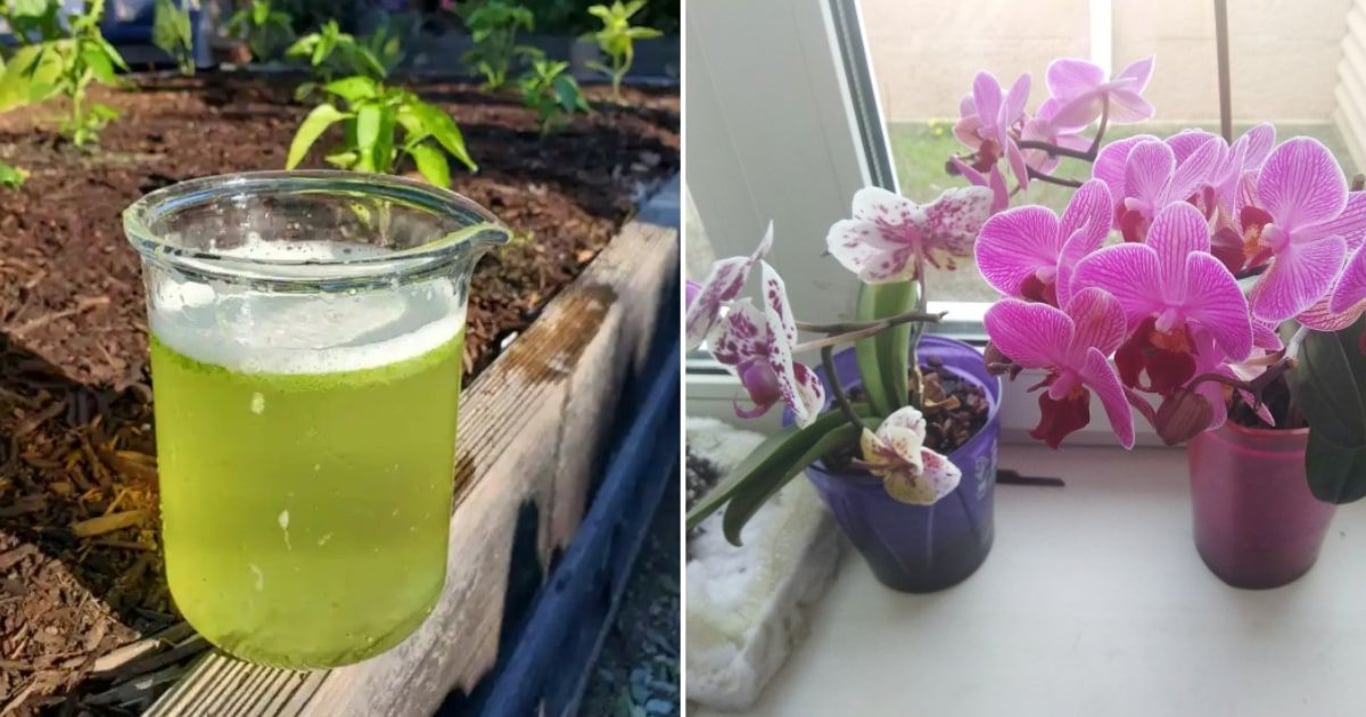 Příprava orchidejí na zimu je klíčem k bohatému kvetení. Domácí výživa jim dodá sílu, vitamíny i dokonalou ochranu