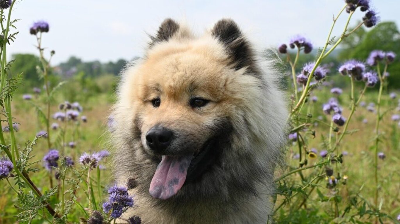 Nebojte se navštívit veterináře