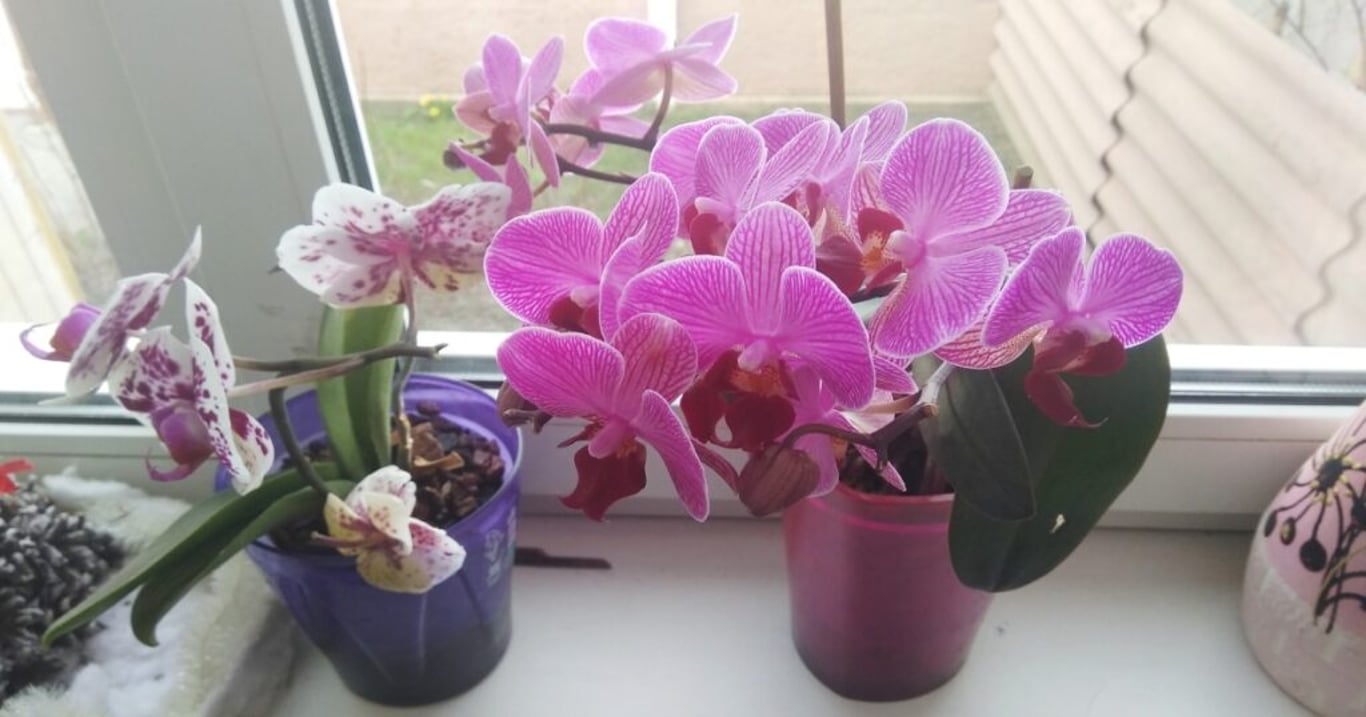 Celý život děláte při pěstování orchidejí tyto zásadní chyby. Jedná se o klíčový důvod, proč nekvetou