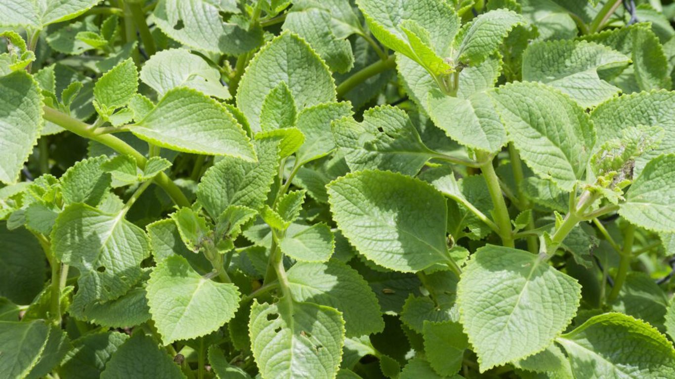 Plectranthus amboinicus
