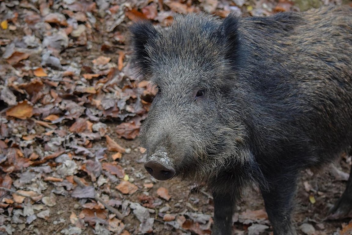 Krumlov varuje obyvatele, divoká prasata hledají potravu a stahují se k městu