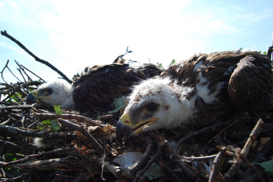 Rekordní rok pro orly královské. Jen v CHKO Soutok se narodilo několik písklat