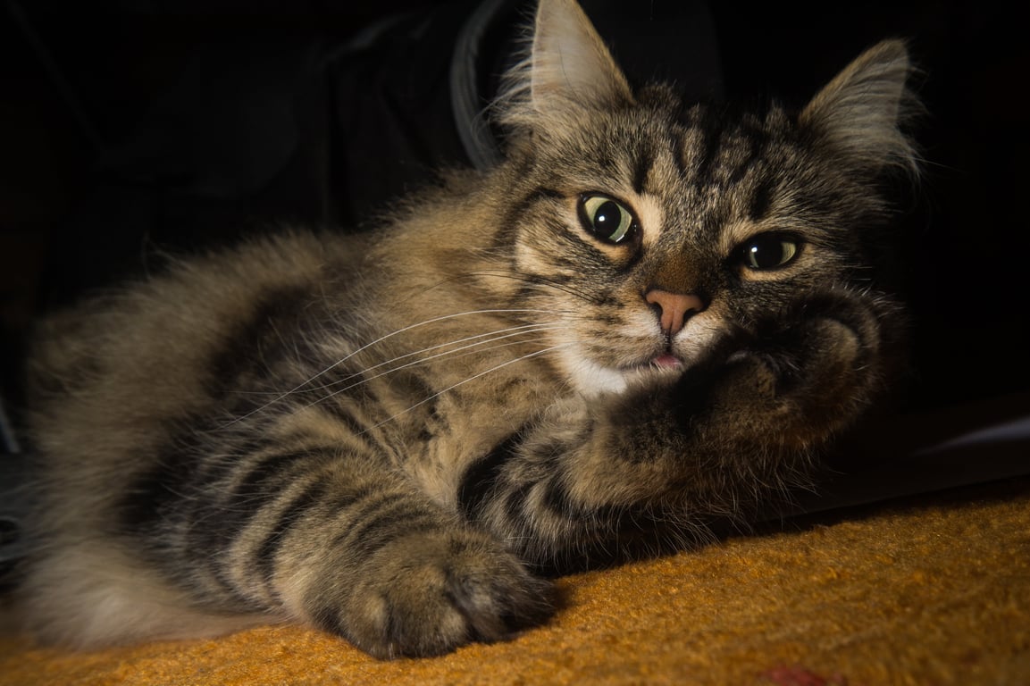cat-norwegian-forest-cat-cat-s-eyes-cute-c31923afea44213d76aa644c77cf8737