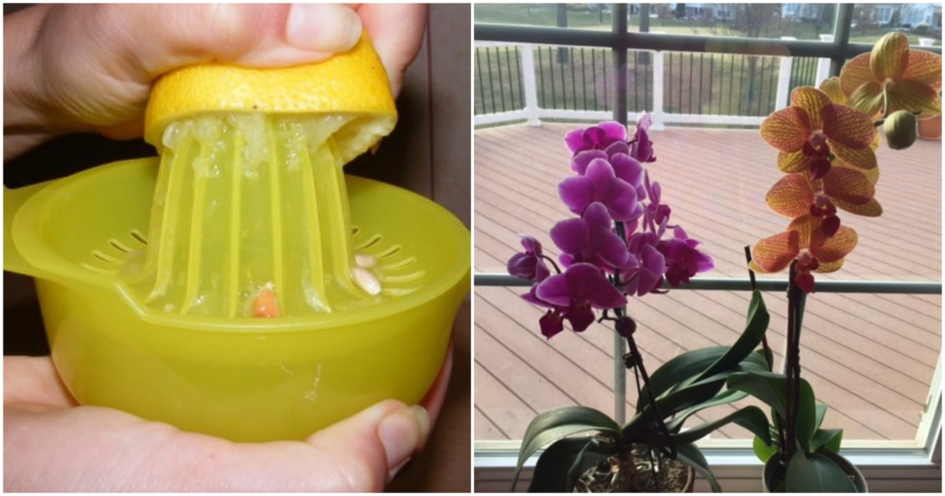 Kvetení orchidejí může být snadnější, než se zdá. Stačí pár kapek citronové šťávy a rostlina ožije jako nikdy předtím