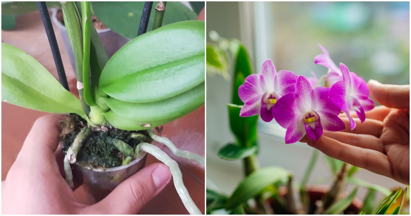Stačila drobná změna v péči a orchidej ožila. Teď kvete nepřetržitě a má květy větší než kdy dřív