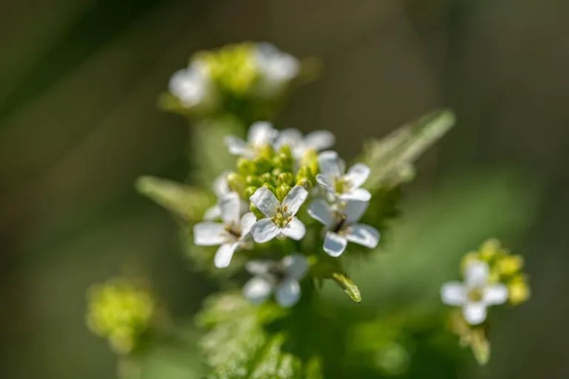 histamin alergie
