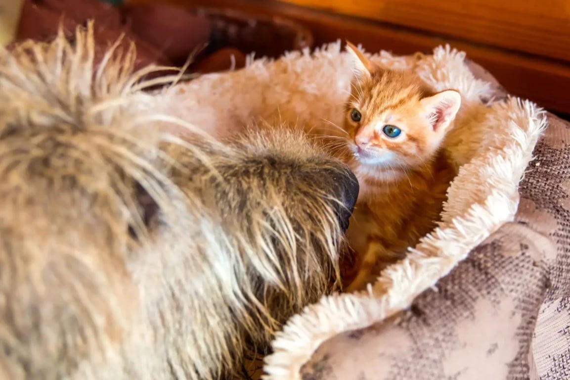 vlkodav hlídá malé koťátko