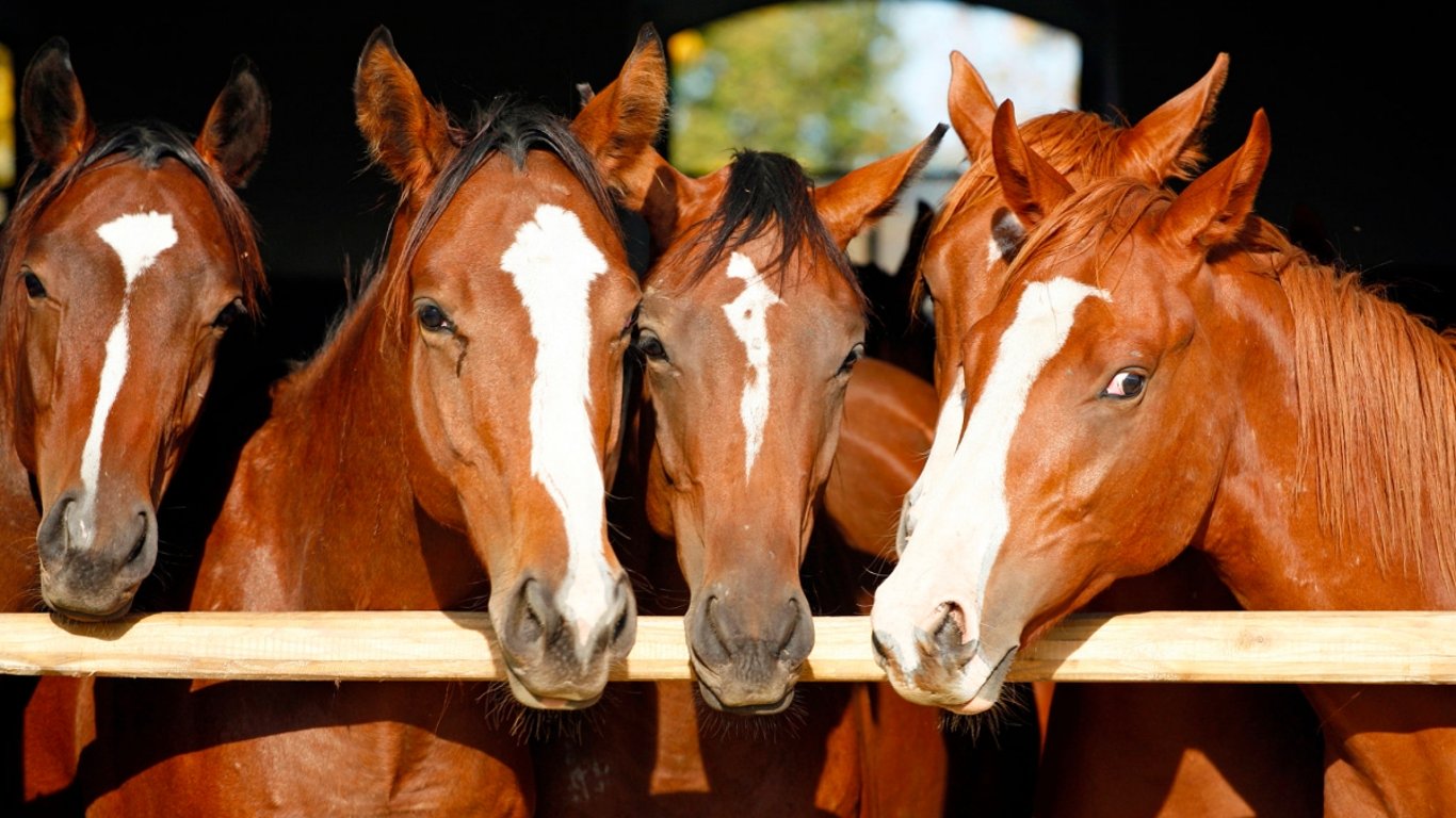 Žena zaslechla ze stodoly plné koní podivné zvuky. Ihned běžela pro kameru, aby natočila, co se tam dělo