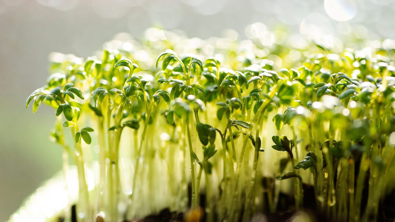 Zbavte se kašle i špatného trávení: Tuhle rostlinu zvládnete pěstovat i bez zahrady