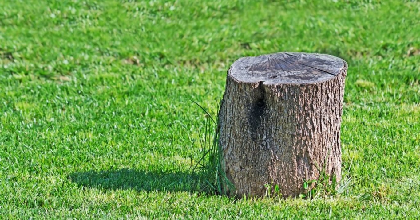 Zapomeňte na chemii a drahé stroje: Zbylého pařezu na zahradě se zbavíte i touto přírodní surovinou