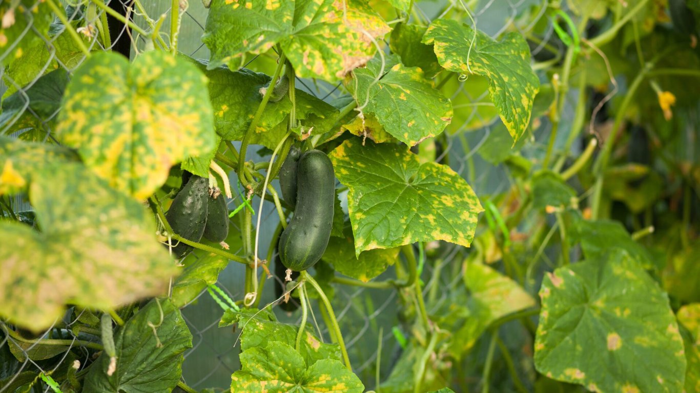 Žluté listy okurek vás nemusí děsit: Pomůže jednoduchý fígl