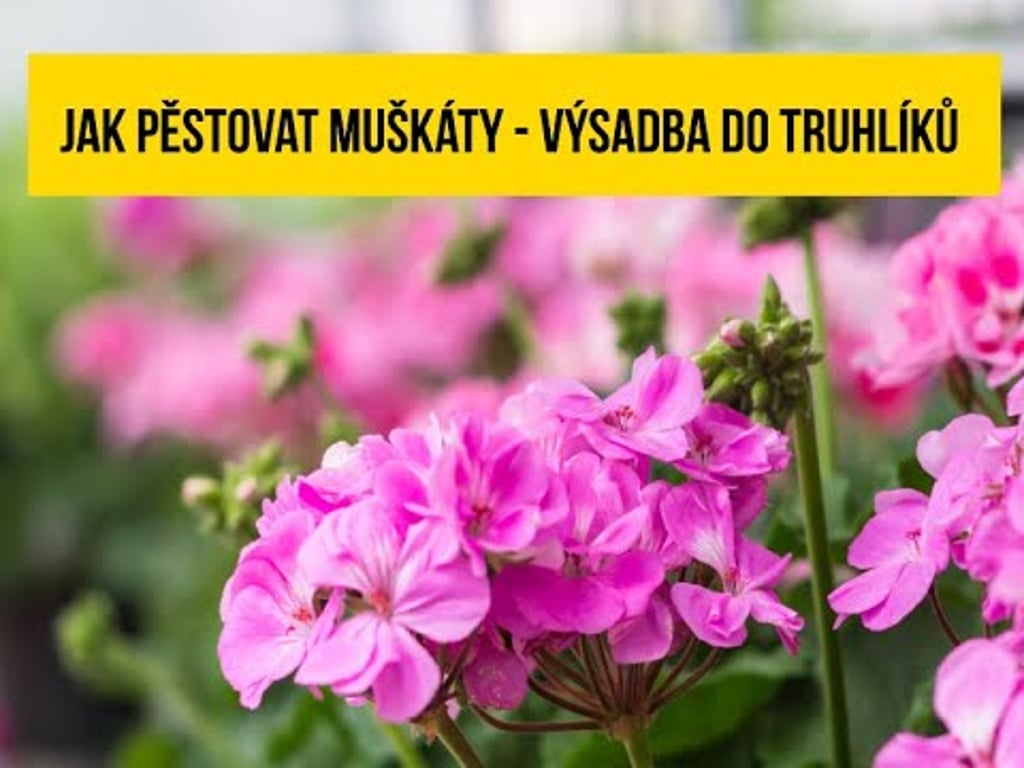 Video k článku