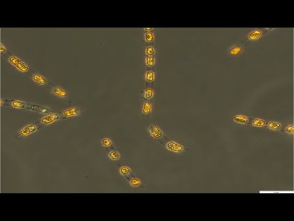 Video k článku ZDE