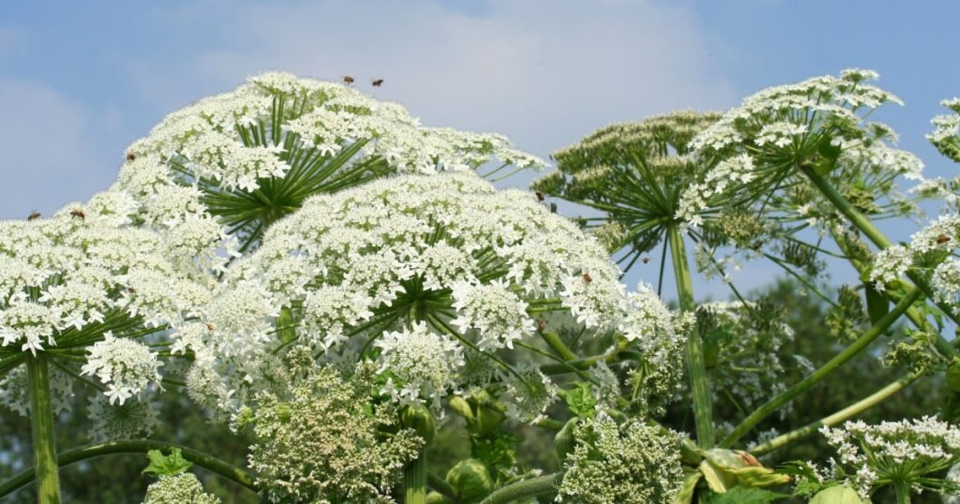 Za neodstranění těchto rostlin ze svého pozemku vám hrozí astronomické pokuty