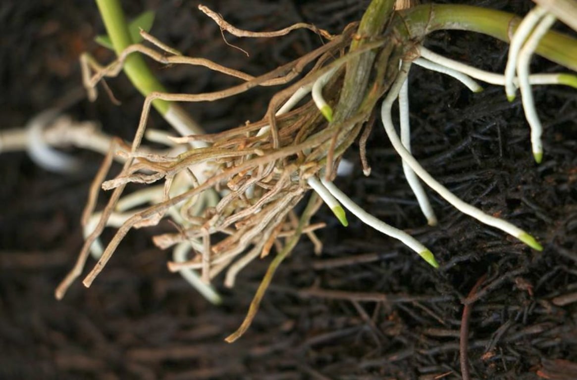 Jak zachránit orchidej bez kořenů