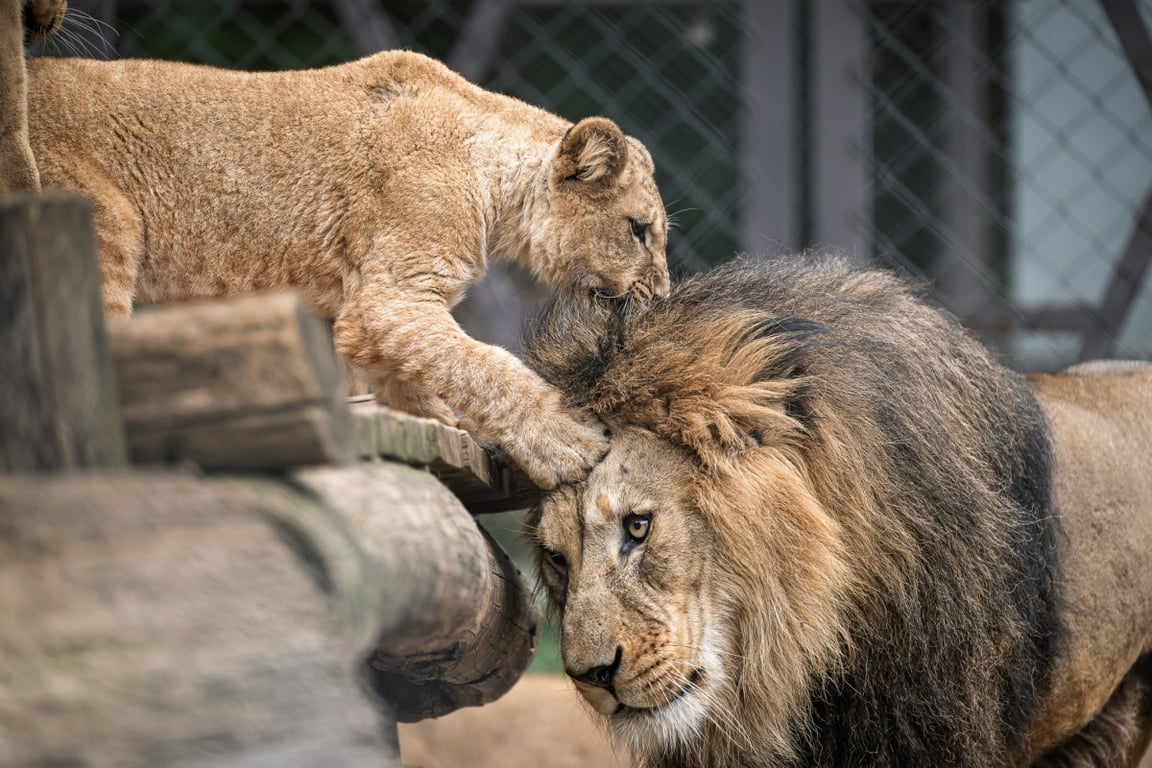 Čtyři noví lví rebelové v Safari Parku: lvíčata plní fotogalerii návštěvníků