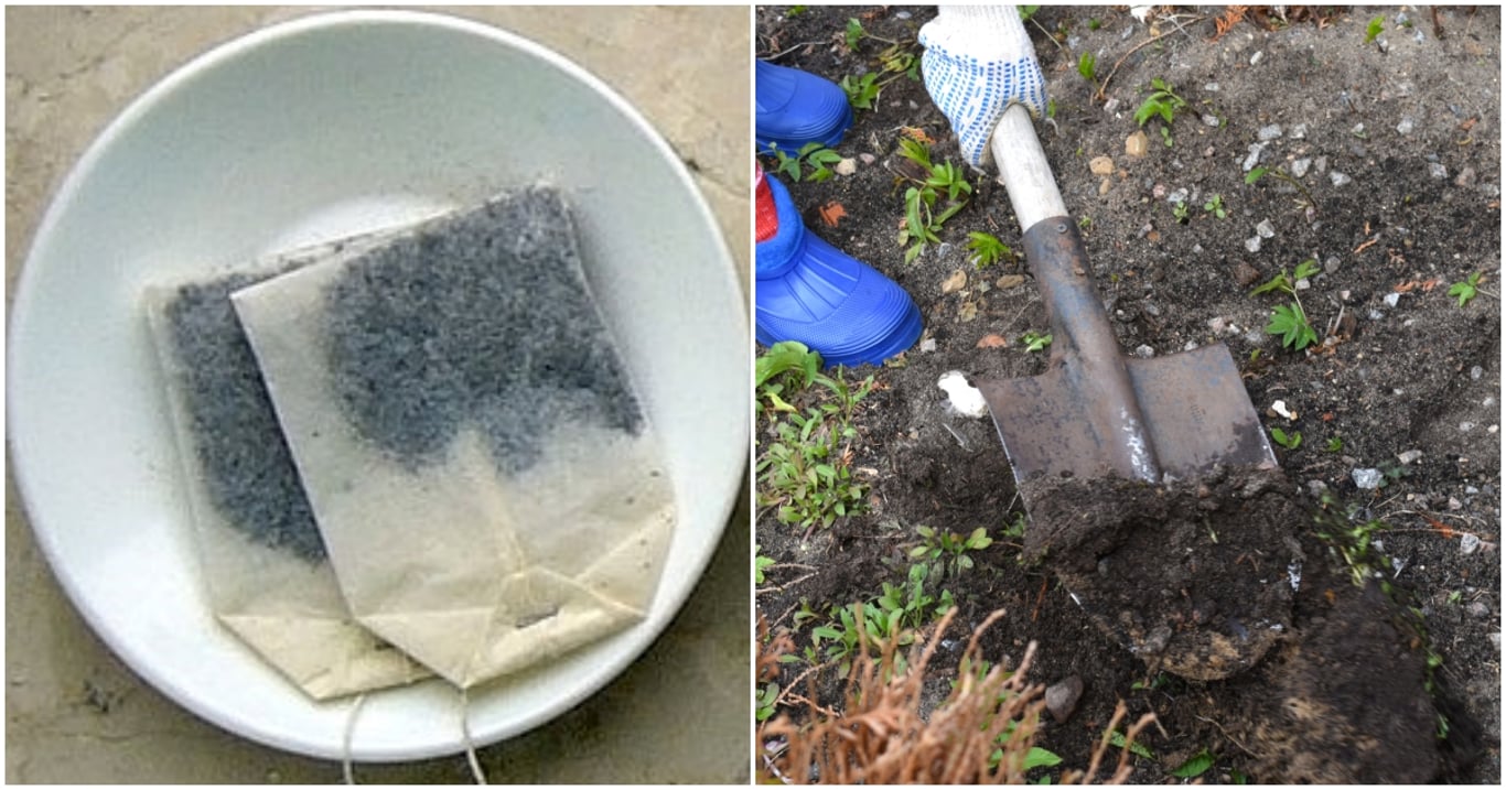 Čajové sáčky končí pod hlínou a výsledek překvapil i profíky. Rostliny po nich rostou tak rychle, že to vypadá jako zázrak