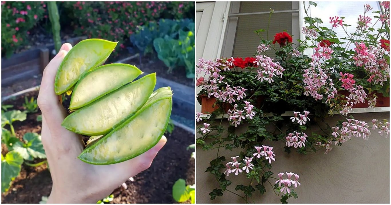 Jen správné množství aloe vera dokázalo u babičky proměnit muškáty v moře květů. Stačila jediná chyba a kouzlo zmizelo