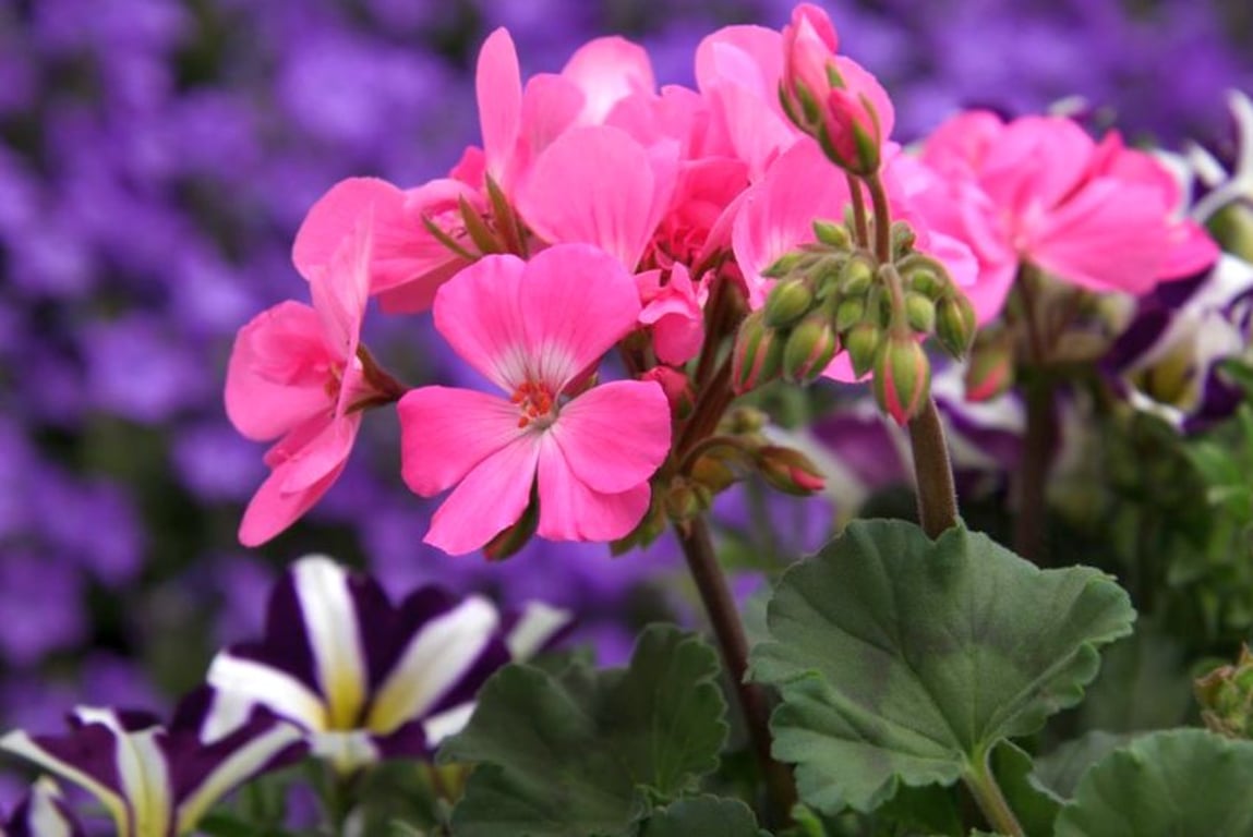 Pelargonie a její užitečné vlastnosti