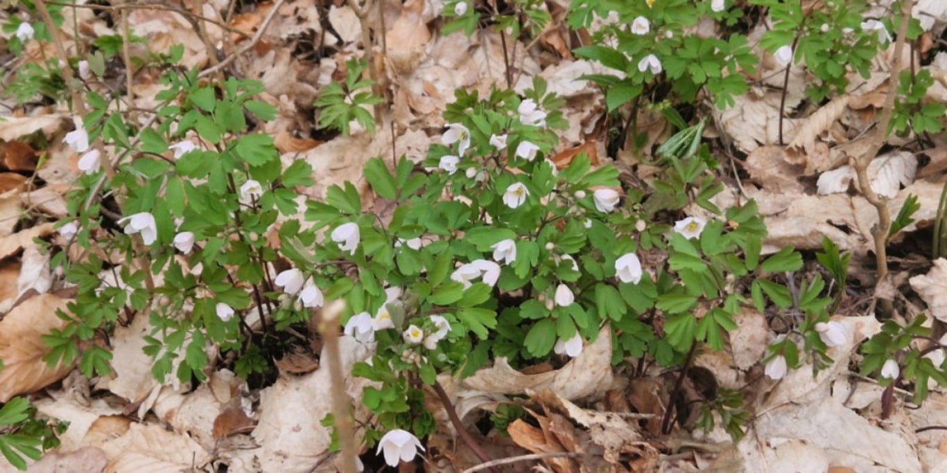 V Českém ráji vznikla nová přírodní rezervace Suťové lesy. Chrání nejen les