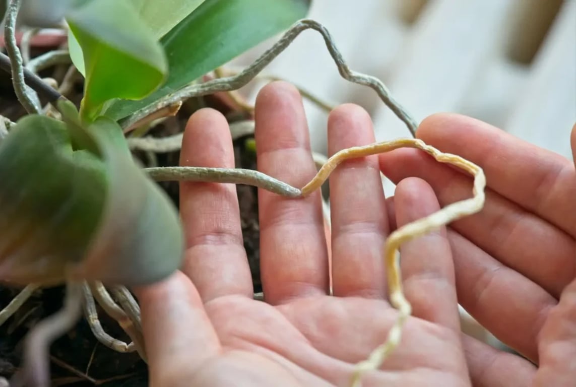Detail rukou, které kontrolují suché a zelené kořeny orchideje v květináči