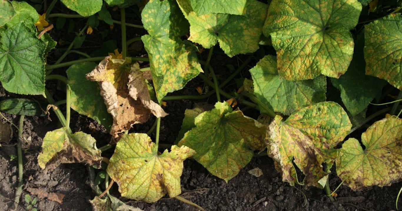 Na žluté listy okurek mají zahrádkáři pomocníka. Pár mililitrů tekutého zázraku spolehlivě vyřeší palčivý problém