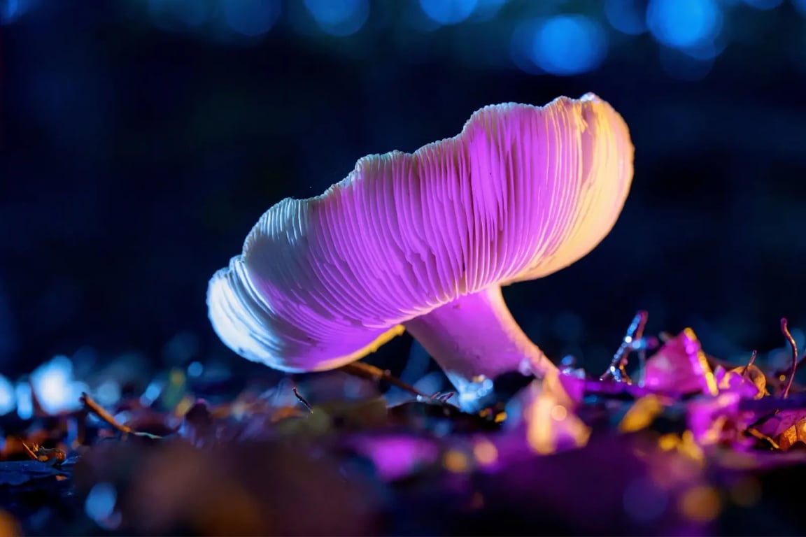 Houba rostoucí ze země