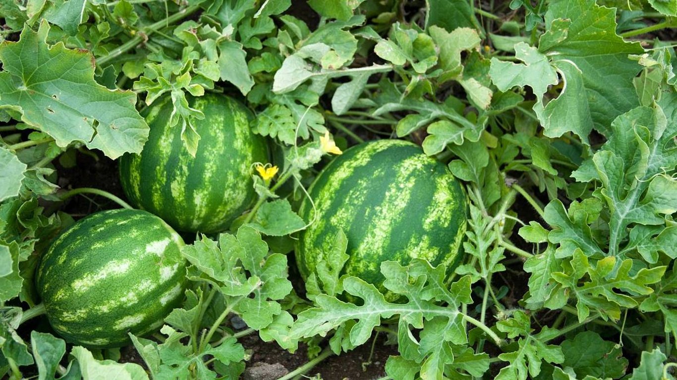 Osvěžující meloun z vlastní zahrádky? Jde to i u nás, možná nebude mít 10 kg, ale překvapí lahodnou chutí a čerstvostí