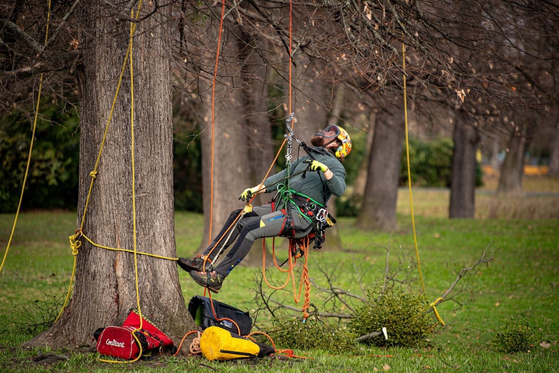 Ostravské stromy dostanou čerstvý sestřih. Arboristé je ošetří a odstraní jmelí