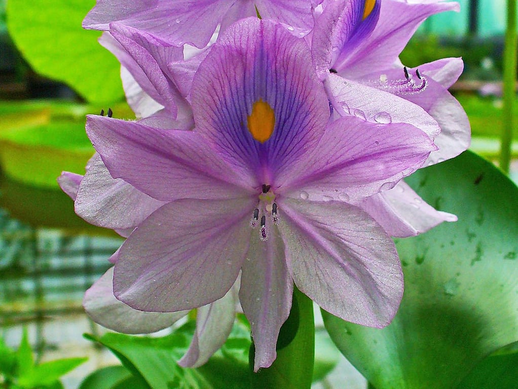 1280px-Eichhornia_crassipes_003