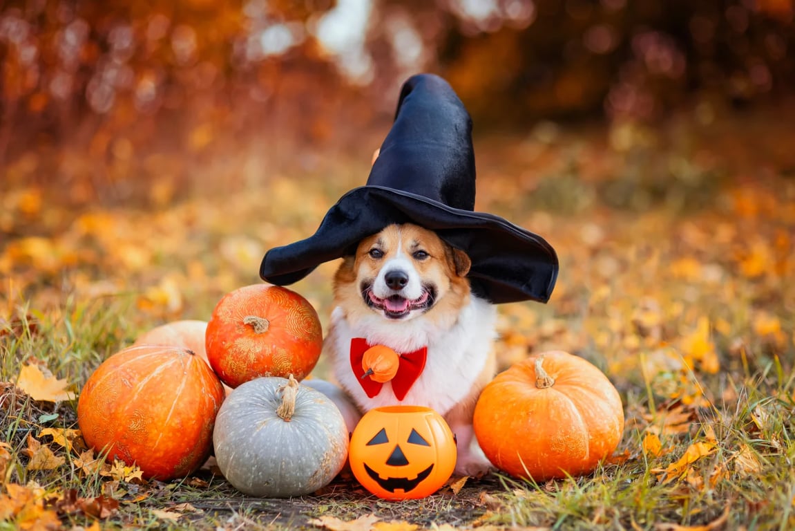 Místo dýní teď frčí novinka z obyčejných obvazů. Kdo to zkusil, říká, že nic lepšího na Halloween neviděl.