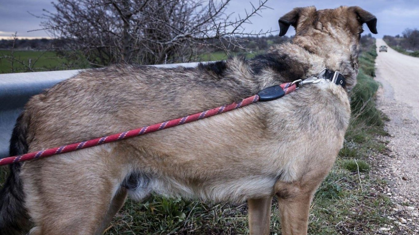 Každý den seděl u dálnice a čekal na páníčka, který už nikdy nepřišel. Jeho reakce na nového člověka dojímá k slzám