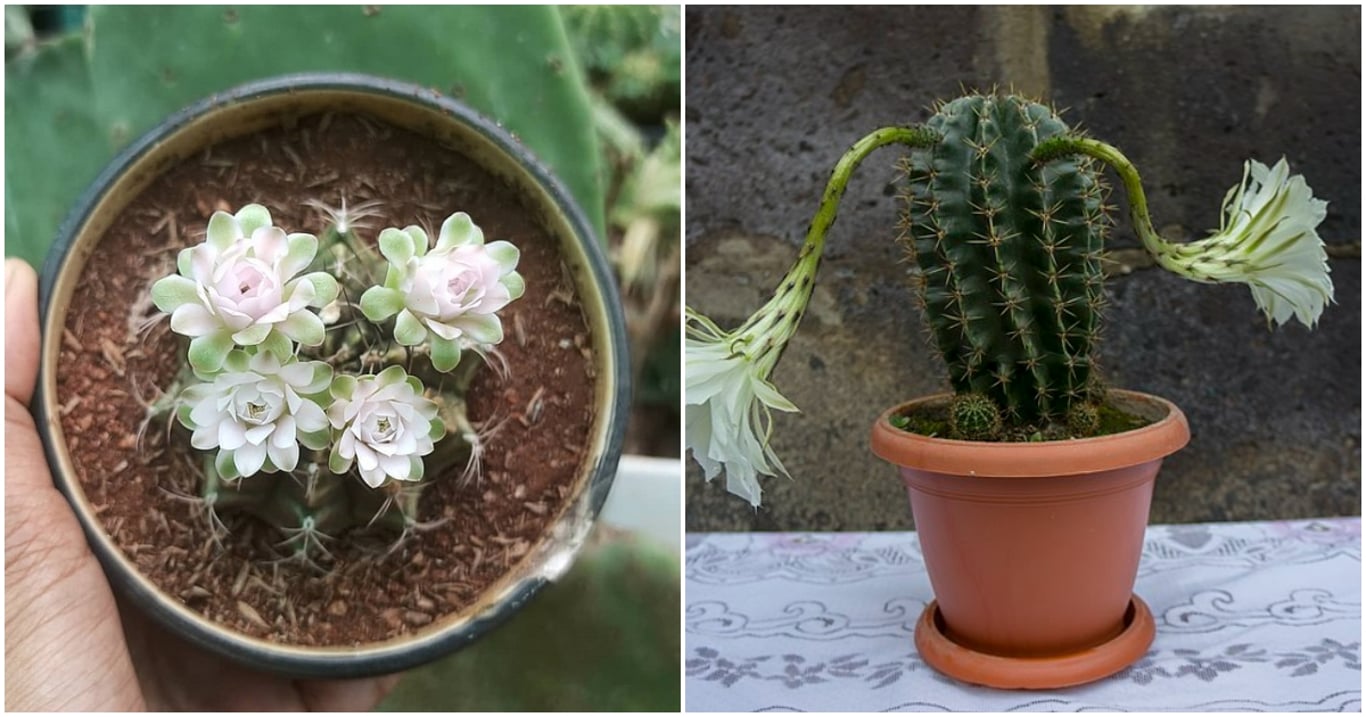 Péče o kaktus je snadná a účinky překvapí. Tahle nenápadná rostlina pomáhá víc, než se zdá