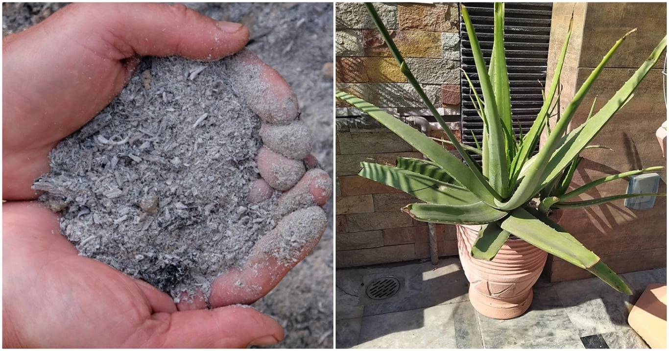 Aloe vera po tomhle hnojivu roste jako nikdy předtím. Stačí jediná lžička a doslova se spustí zelený zázrak