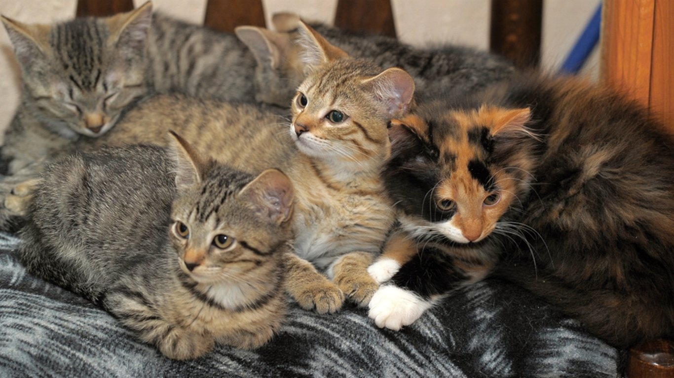 Dům, který sdílí se stovkami koček, skrývá neuvěřitelné tajemství. Video z interiéru šokovalo internet