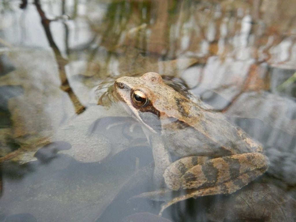 Litovelské Pomoraví se mění pod rukama ochránců přírody