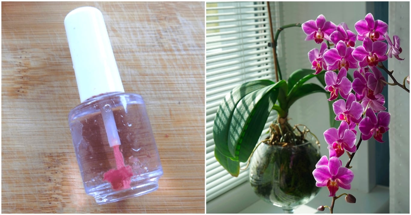 Lak na nehty si mezi pěstiteli orchidejí získal výjimečné místo. Odborníci ho považují za skutečný klenot v péči