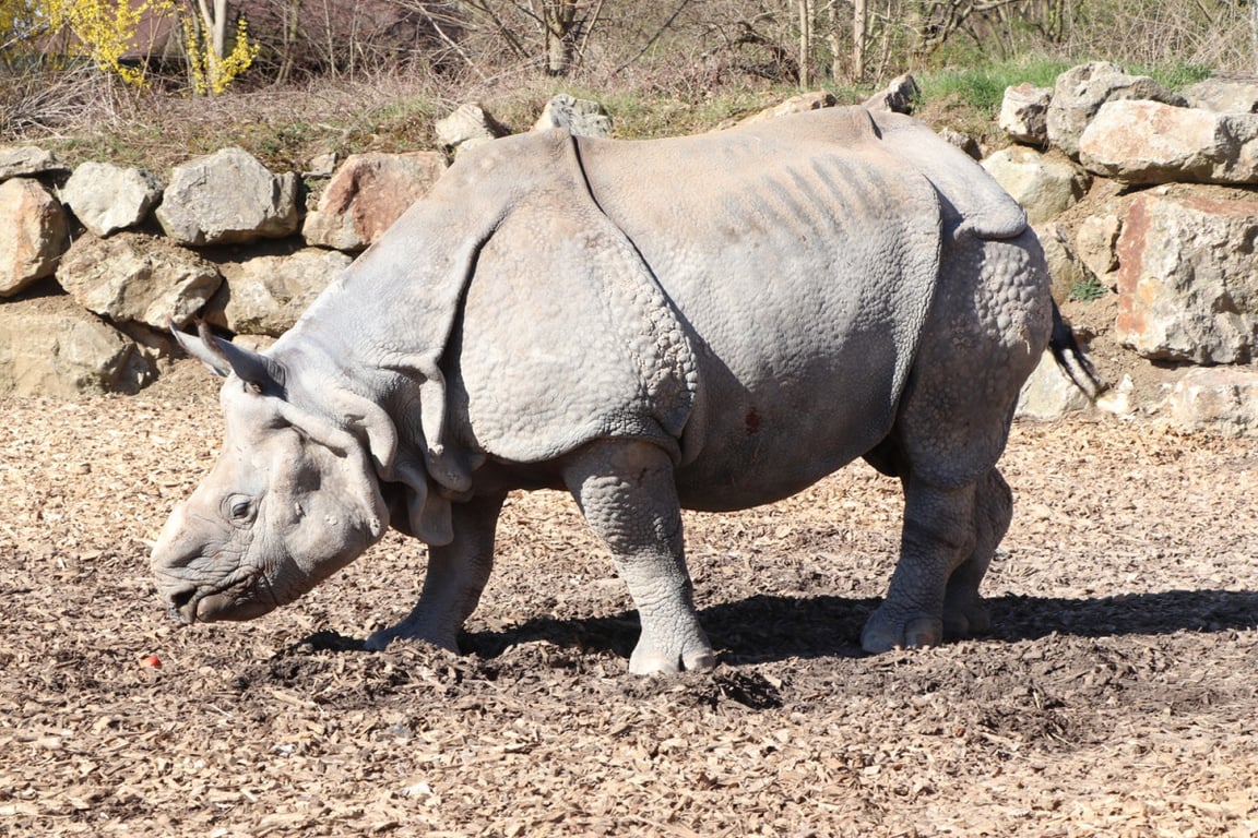 Čtyři dny před svými 21. narozeninami uhynul v zoo samec nosorožce indického