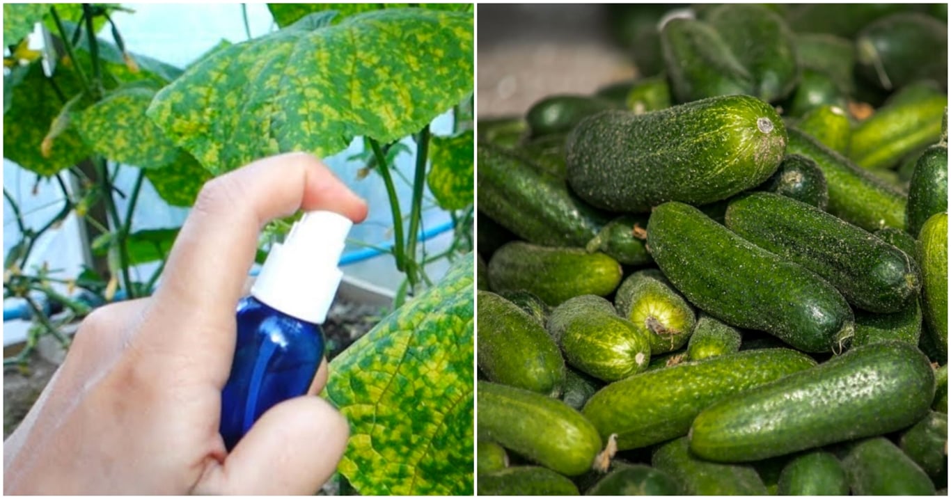 Fleky na listech okurek znamenají problém, který nesmíte podceňovat. Levný přípravek z lékárny ochrání úrodu i kvalitu