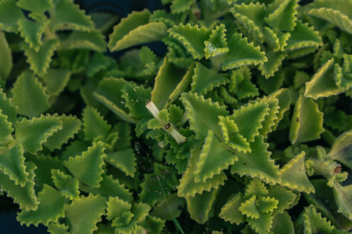 aakash-goel-A5fKKiL2LXs-unsplash