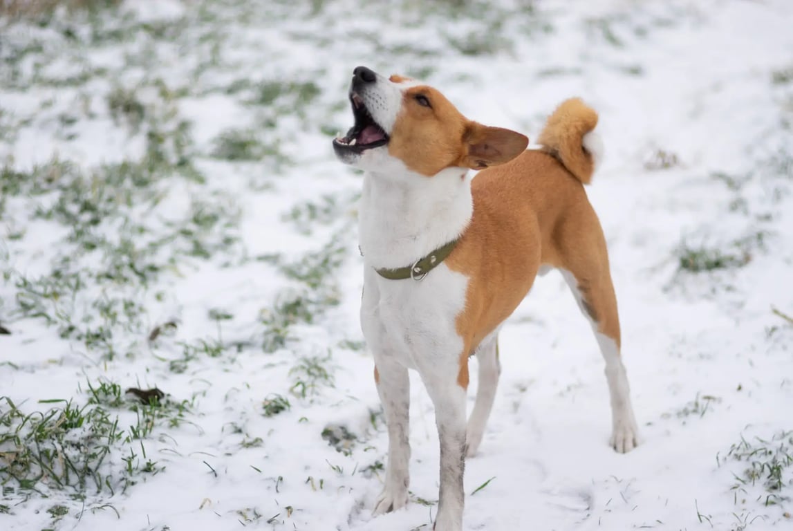 Africký basenji se ze sněhu netěší.