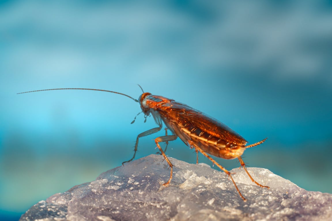 TÝDEN BEZ HLAVY: Šváb je biologický punkáč, který po dekapitaci žije 7 dní. A klidně i leze!