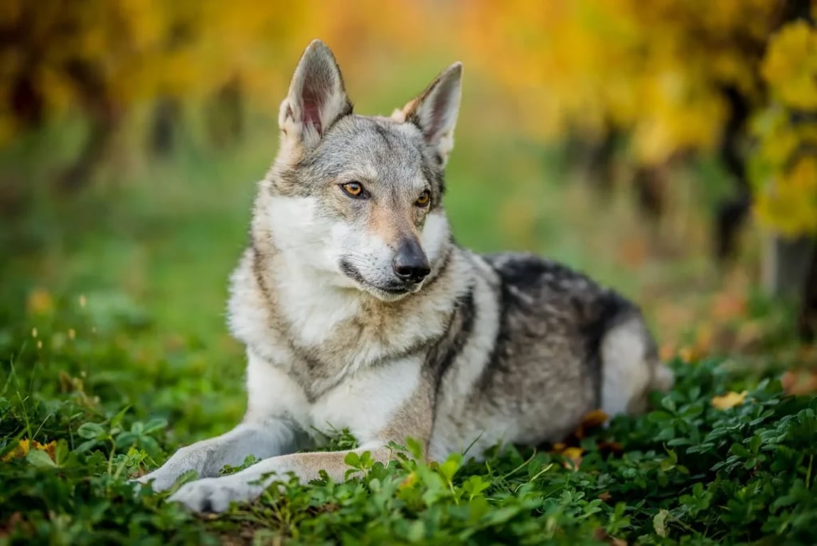 Československý vlčák v přírodě