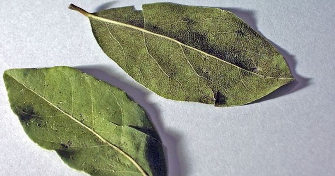 Sirup z bobkového listu čistí plíce, ničí kašel i bolest v krku. Účinkuje jako drahé léky, ale stojí jen pár korun