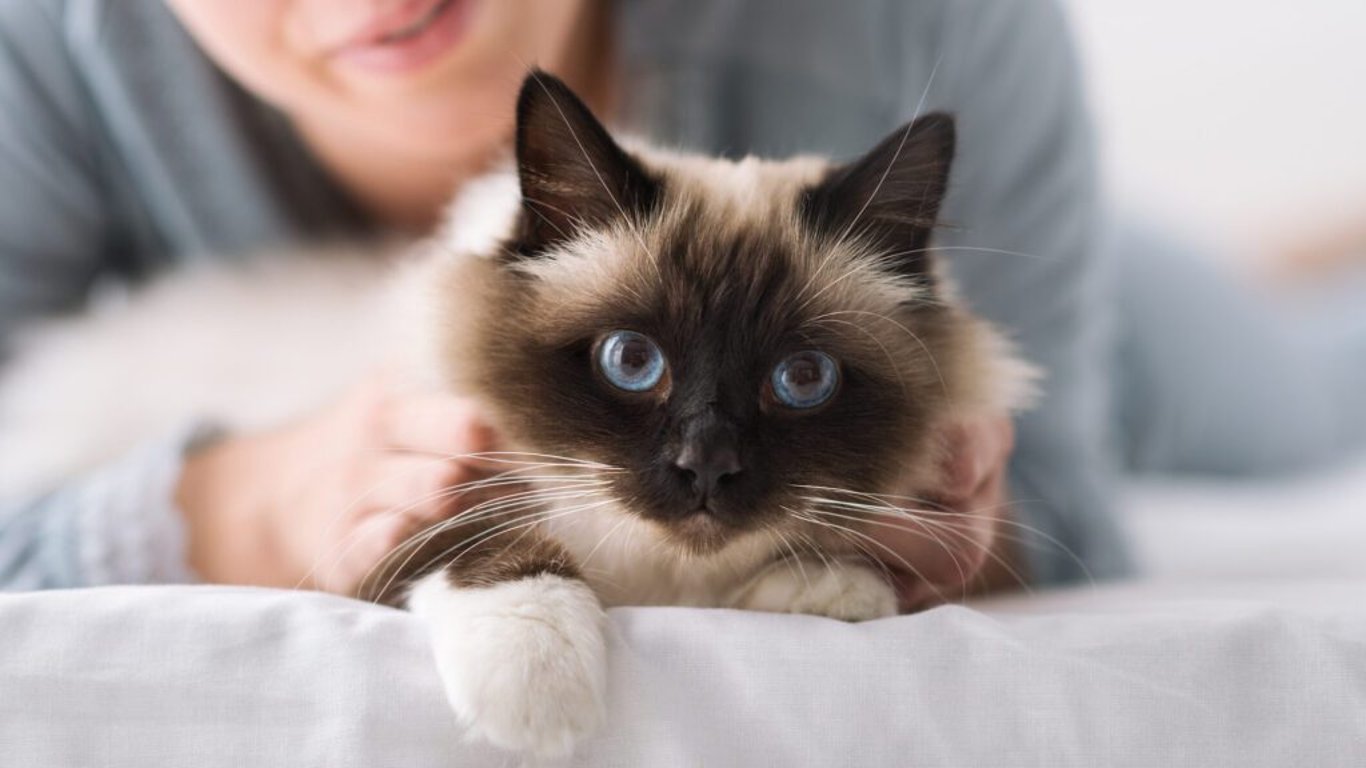 Birma: Kočka s modrýma očima a laskavou povahou