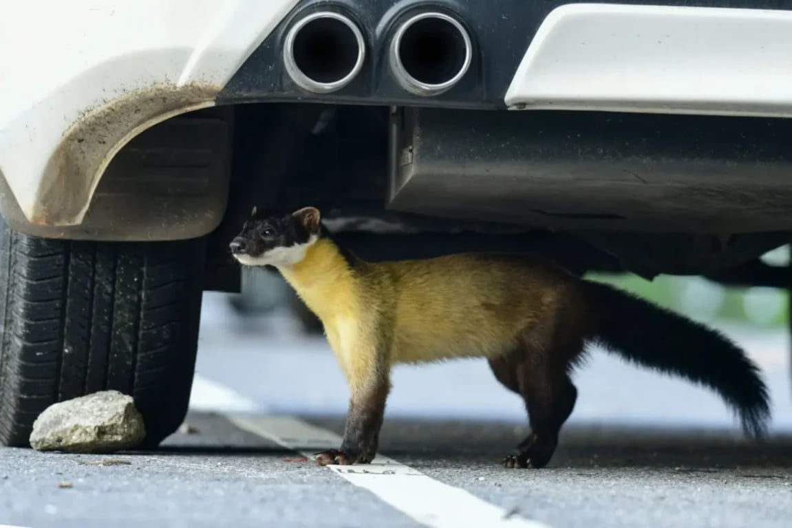 Malé kuna s hnědým kožichem a žlutým krkem stojí pod bílým automobilem