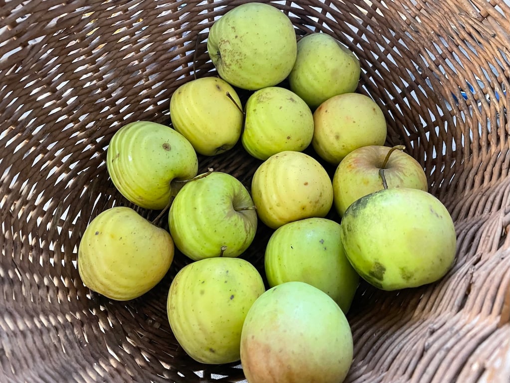 Jablka Golden Delicious
