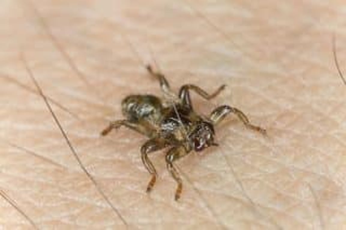 „Létající klíšťata“: Motají se do vlasů, lezou do uší, nosu, a dokonce i pod víčka